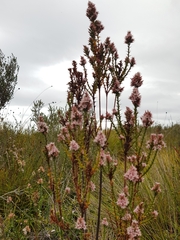 Sprengelia incarnata