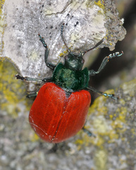 Chrysomela populi