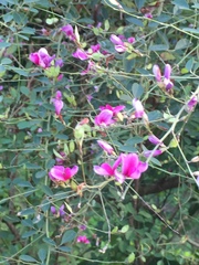Lespedeza thunbergii