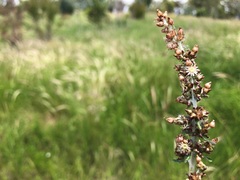 Gamochaeta calviceps