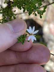 Olearia microphylla