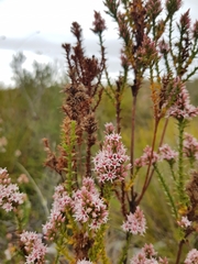 Sprengelia incarnata