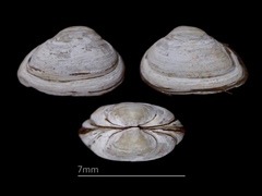 Caryocorbula contracta