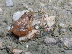 Occidozyga martensii