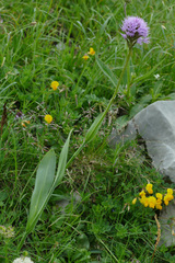 Traunsteinera globosa