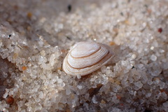 Caryocorbula contracta