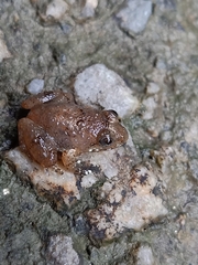 Occidozyga martensii