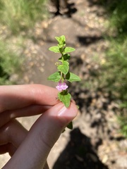 Scutellaria humilis
