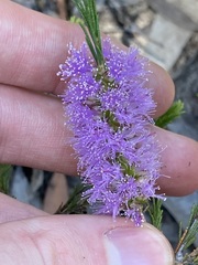 Melaleuca diosmatifolia