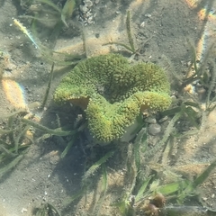 Stichodactyla haddoni