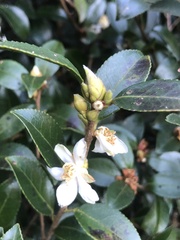 Camellia brevistyla
