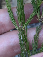 Melaleuca diosmatifolia