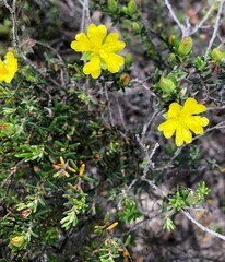 Hibbertia devitata