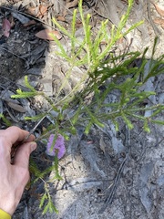 Melaleuca diosmatifolia