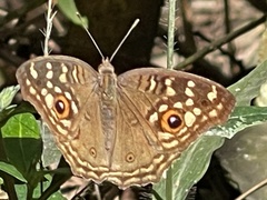 Junonia lemonias aenaria