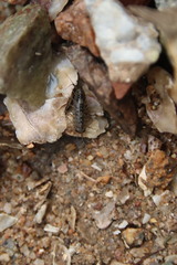 Ligia exotica