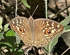 Junonia lemonias aenaria