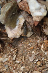 Ligia exotica