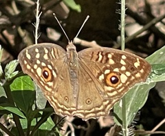Junonia lemonias aenaria