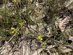 Tricoryne simplex