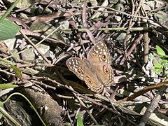 Junonia lemonias aenaria