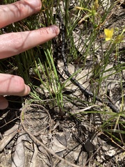 Tricoryne simplex