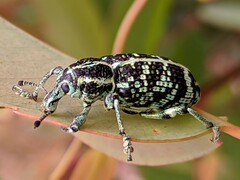 Chrysolopus spectabilis