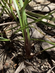 Tricoryne simplex