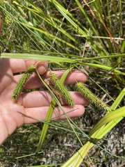 Carex fascicularis