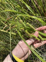 Carex fascicularis