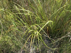 Carex fascicularis