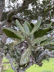 Beilschmiedia tarairi