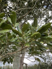 Beilschmiedia tarairi