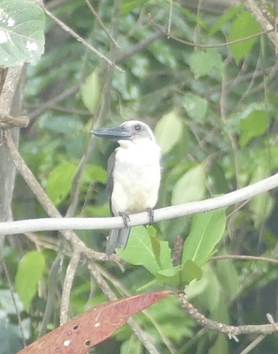 Great-billed Kingfisher (Pelargopsis melanorhyncha), photo 4