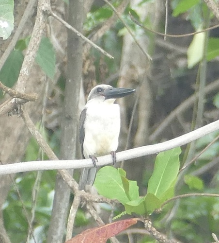 Great-billed Kingfisher (Pelargopsis melanorhyncha), photo 3