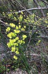 Glischrocaryon behrii