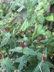 Spigelia marilandica