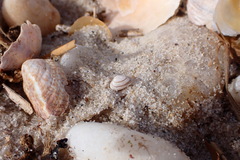 Caryocorbula contracta