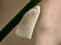Sanurus