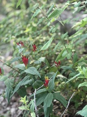 Spigelia marilandica