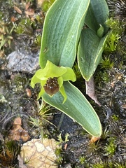 Chiloglottis cornuta