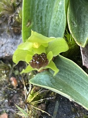 Chiloglottis cornuta
