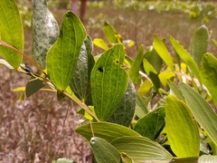 Acacia complanata