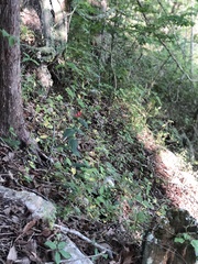 Spigelia marilandica