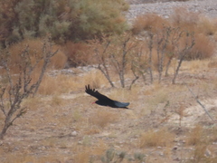 Pyrrhocorax pyrrhocorax docilis
