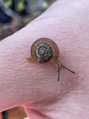 Thryasona diemenensis