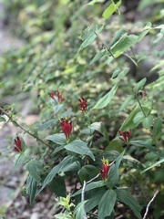 Spigelia marilandica