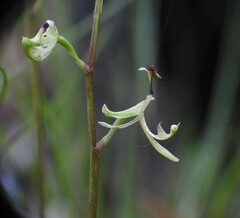 Arthrochilus prolixus