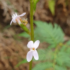 Stylidium armeria