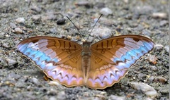 Tanaecia godartii
